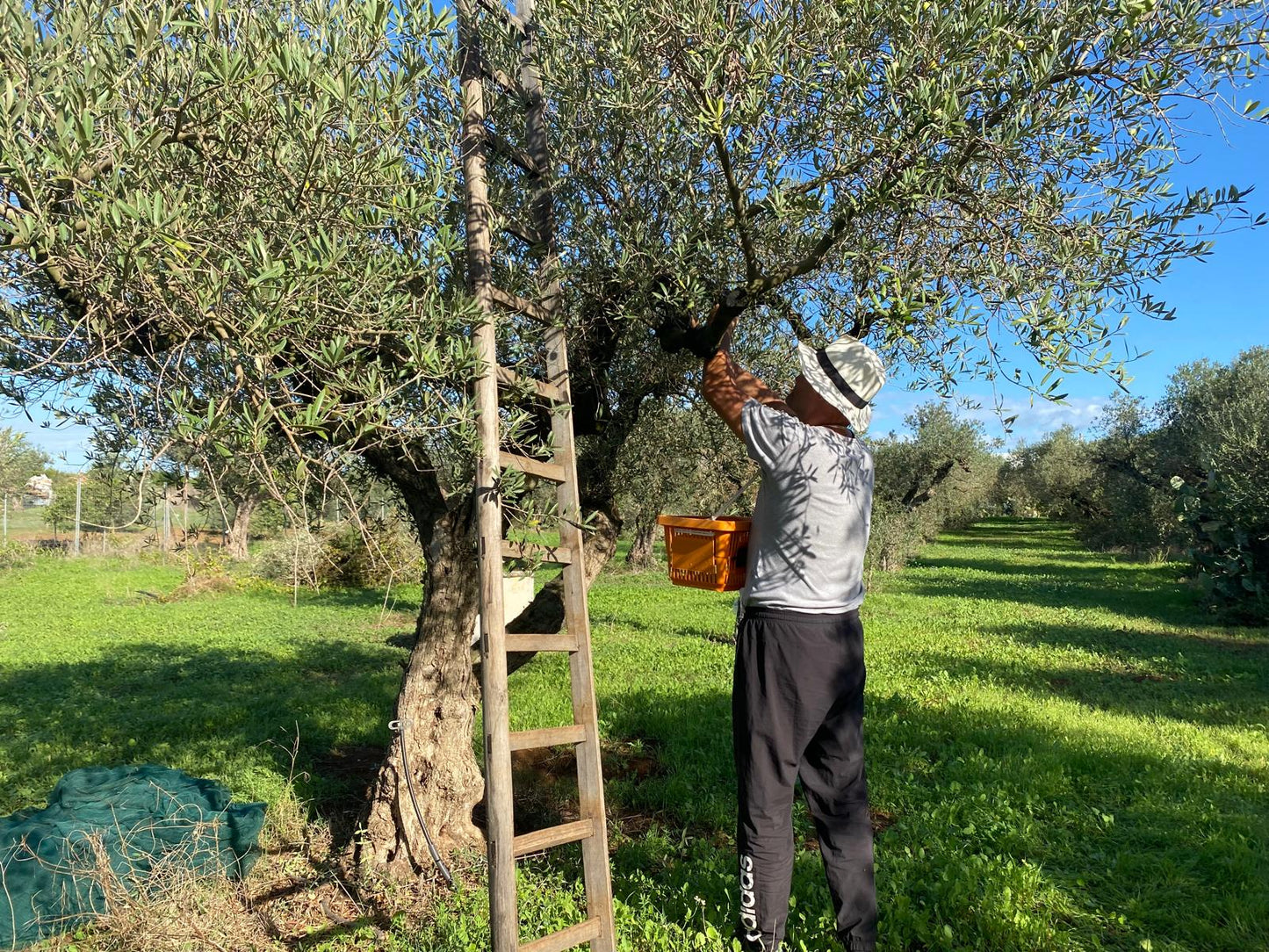 Abonnés TikTok « Ultra Rapide » + Premium 