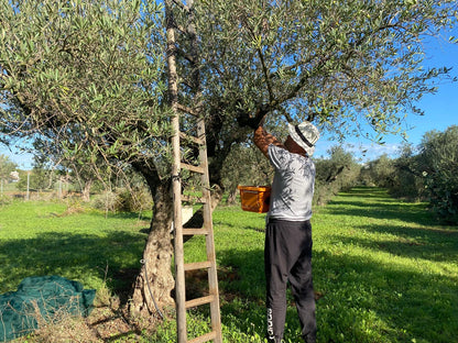 Abonnés TikTok « Ultra Rapide » + Premium 